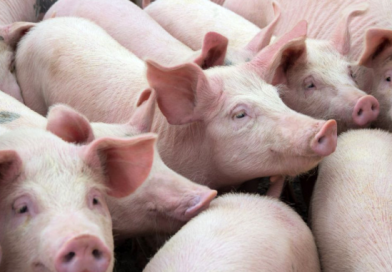 porci