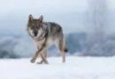 „Wolf”, documentarul multipremiat despre revenirea lupului în Europa, ajunge la Făgăraș Fest 2026