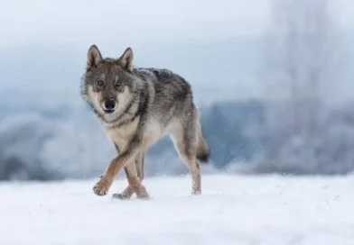 „Wolf”, documentarul multipremiat despre revenirea lupului în Europa, ajunge la Făgăraș Fest 2026